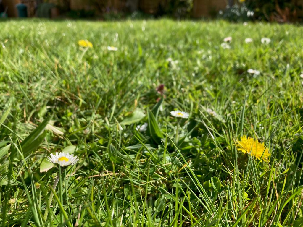 Close up picture of daisies and dandelions growing in a lawn
