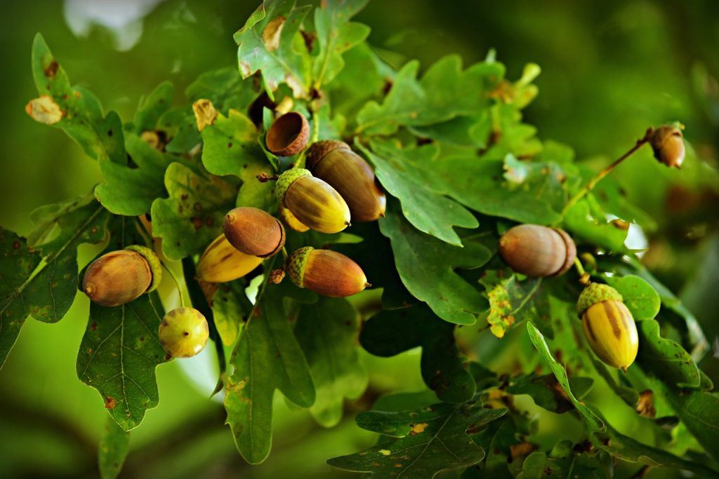 close up view of an oak branch of leaves and ripening acorns